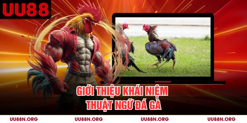 Giới thiệu khái niệm thuật ngữ đá gà